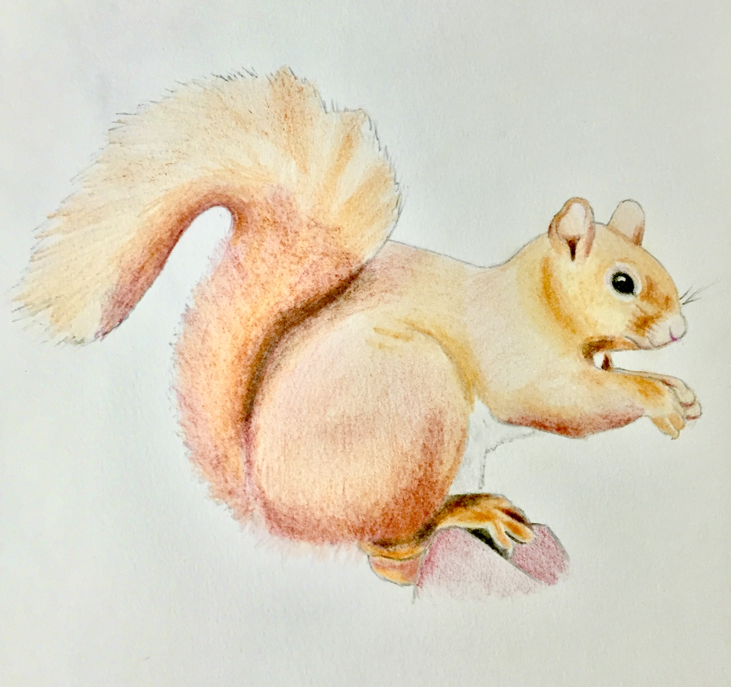 coloured pencil drawing of red squirrel