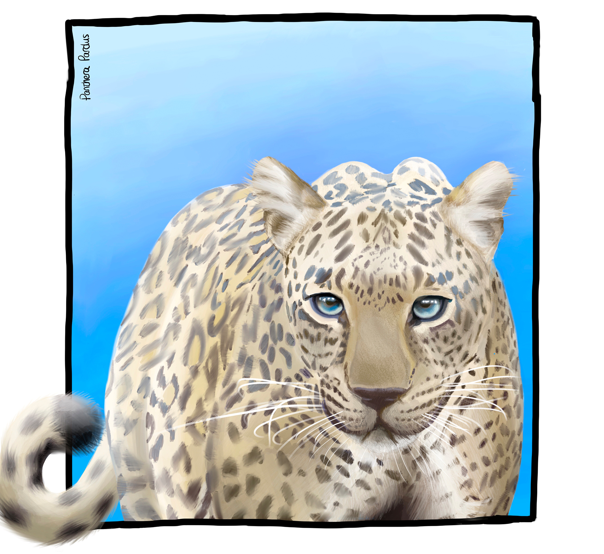 leopard drawn in blue square with latin pantera pardus above