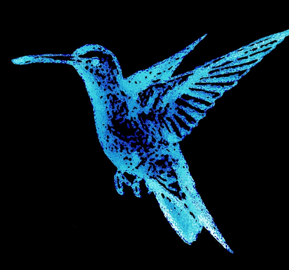 hummingbird in blue on black background
