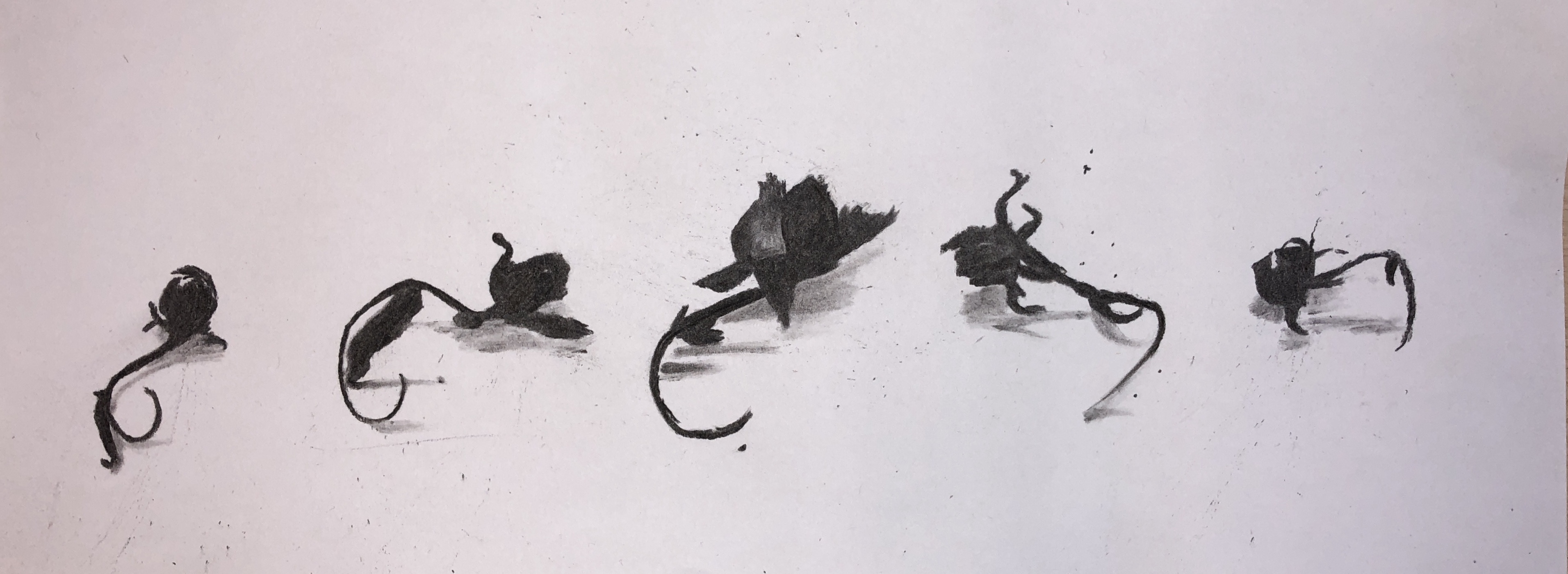 charcoal drawing of wilted flower buds on white paper