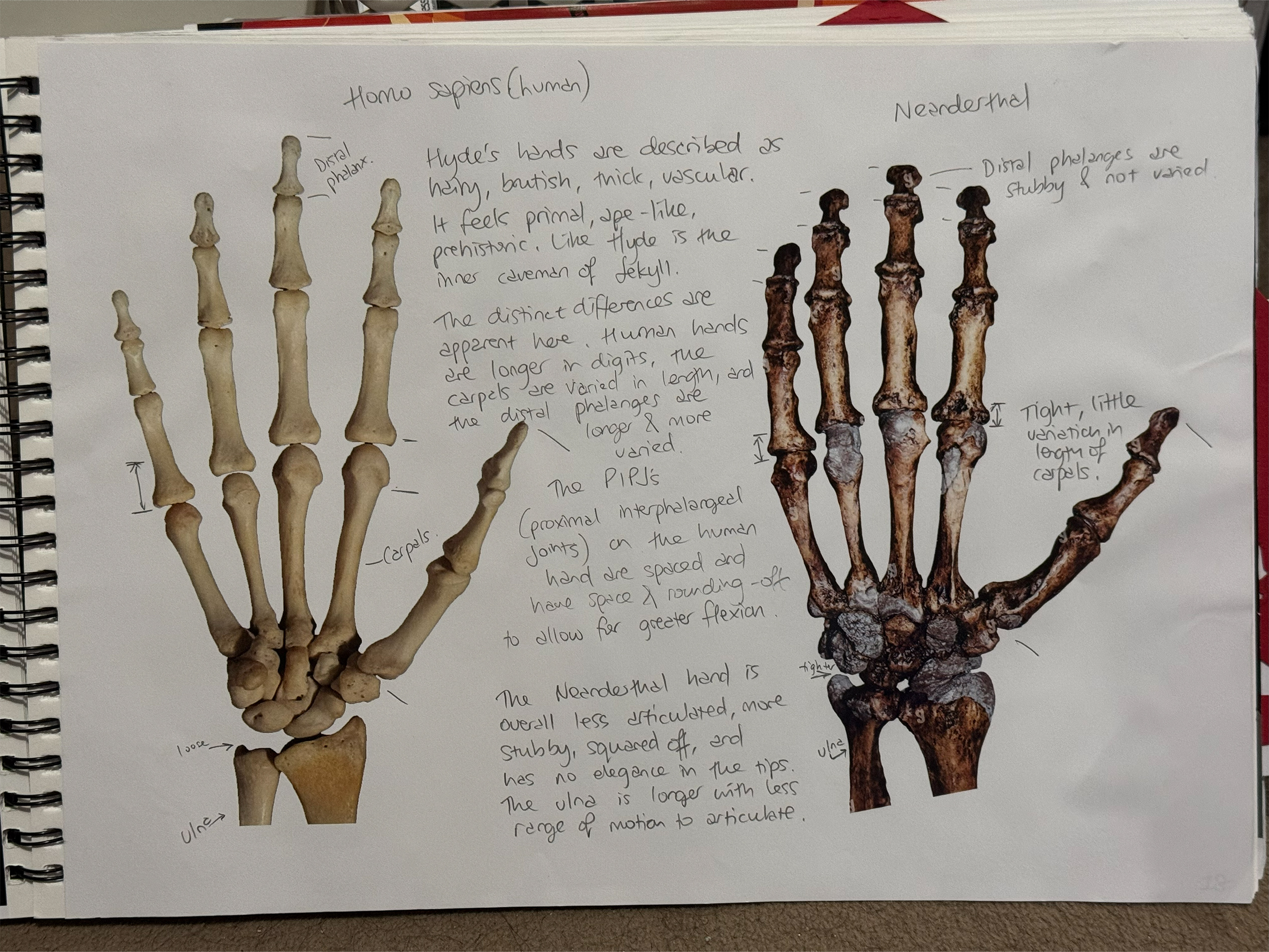 sketchbook page of skeletal hand images
