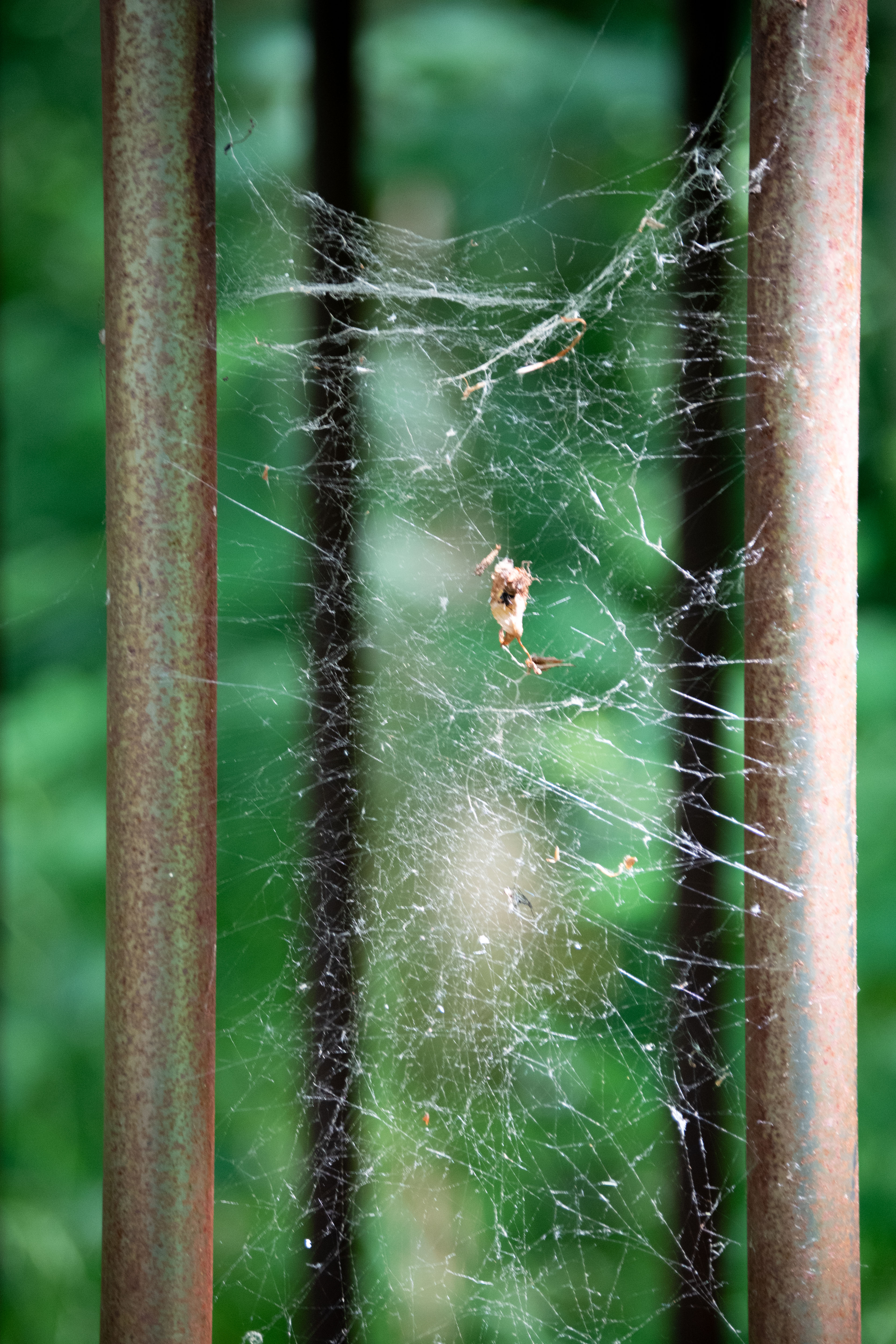 spider web between vertical iron bars