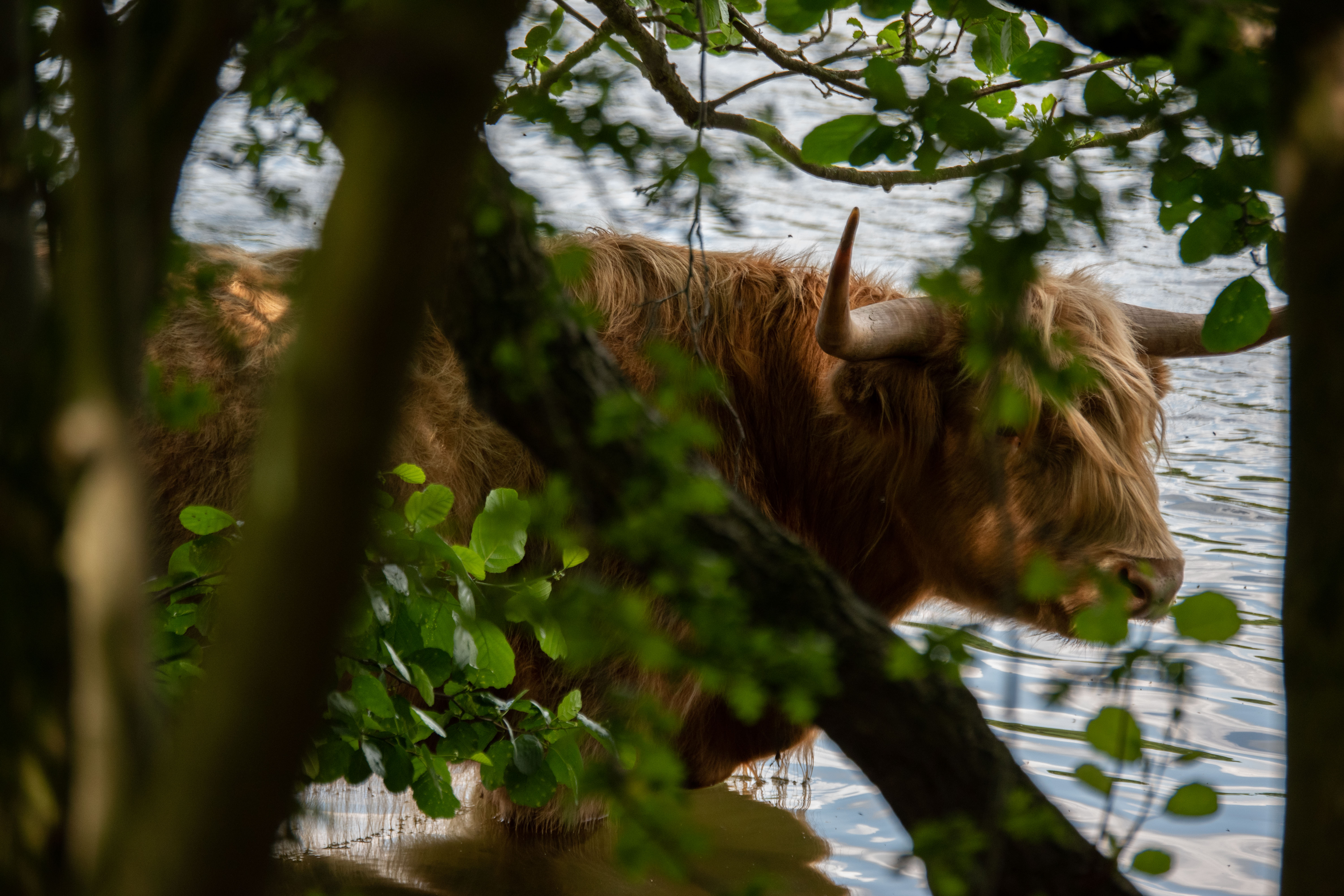 large bull in water seen through the branches of a tree