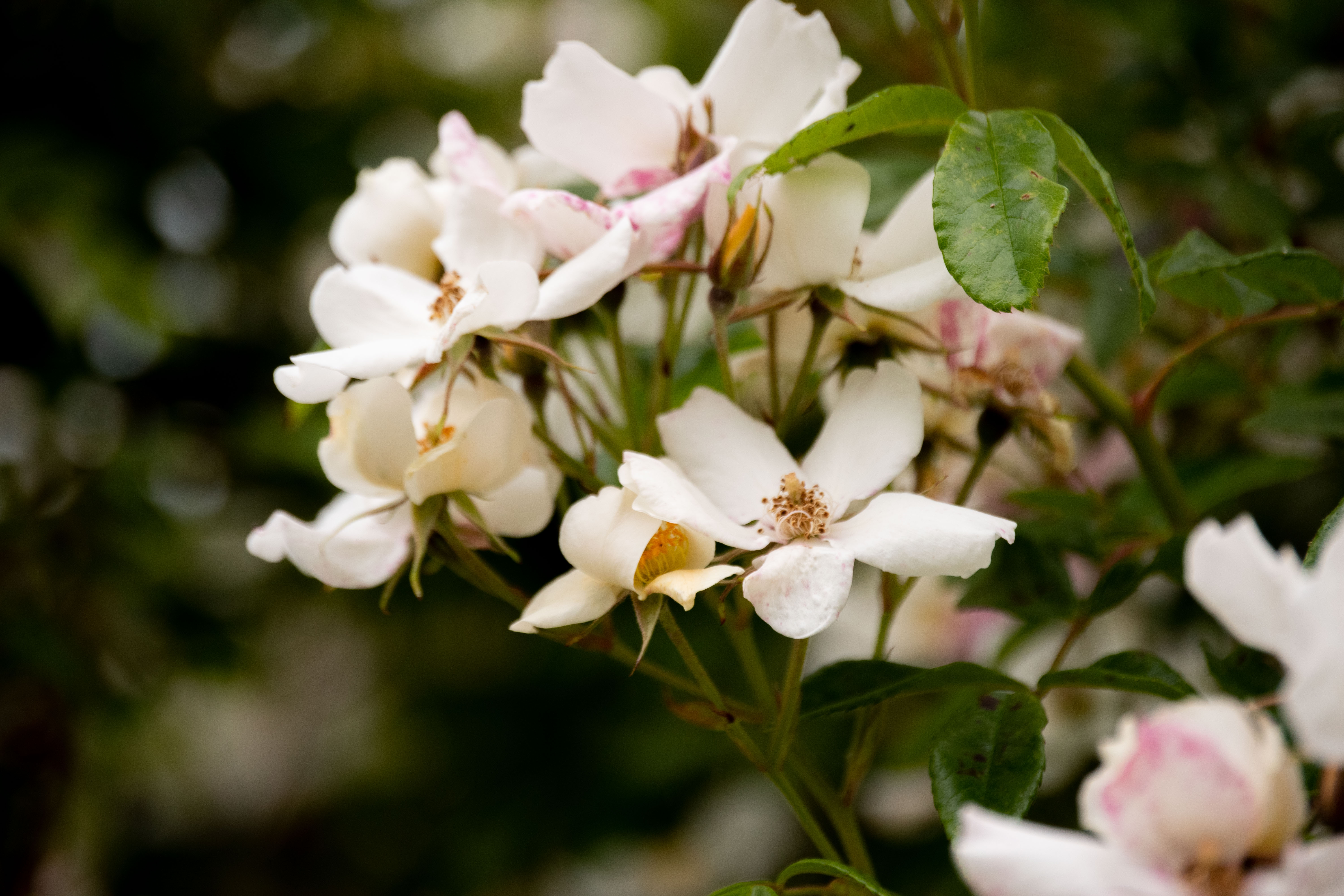white wild flowers in natural area