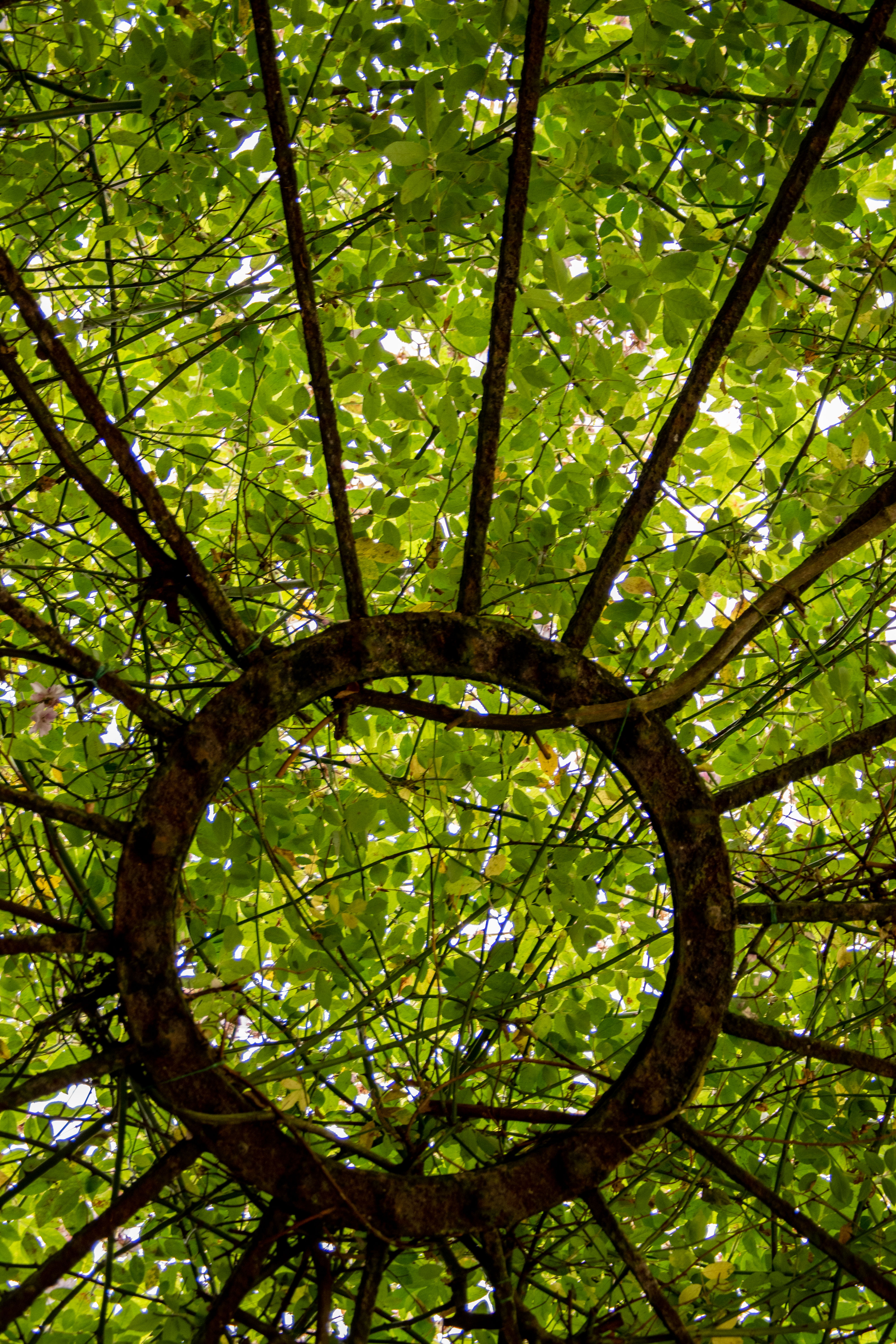 tree leaves and branches over ironwork, seen from below